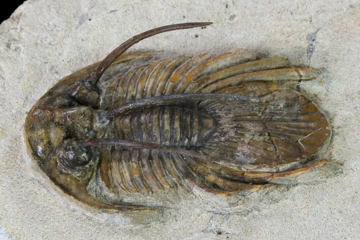 Bargain, Spiny Kolihapeltis Trilobite - Rare Species #161098